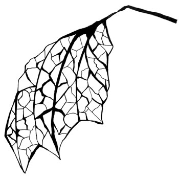 Capturing the Delicacy of a Frail Dry Leaf in an Ink Illustration